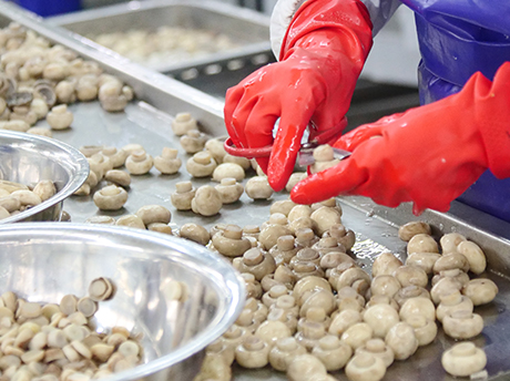 Analysis Report for 2026 Winter Harvest Season IQF Frozen Broccoli and Culiflower