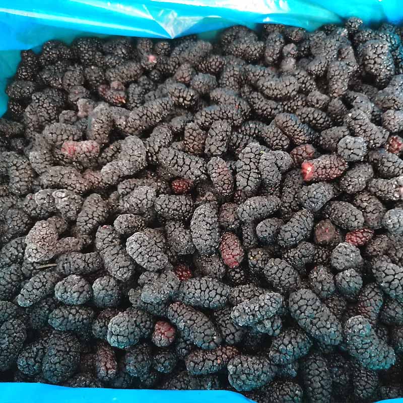 IQF Frozen Mulberry